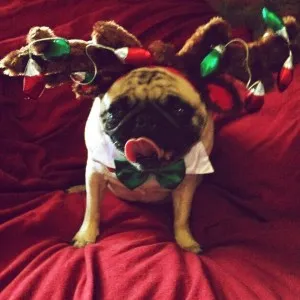 Little Abbey pug in a costume for the holiday season.