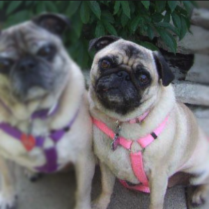 Two pugs together