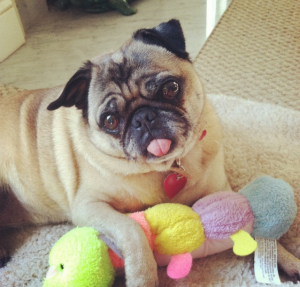 Small pug playing with baby toy